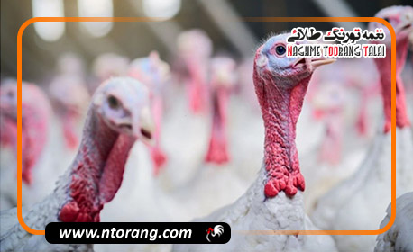 مدیریت پرریزی در بوقلمون‌های بالغ: علل، کنترل و راهکارهای عملی